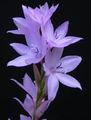 Watsonia, Bugle Lily Photo and characteristics