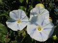 Morning Glory, Blue Dawn Flower Photo and characteristics