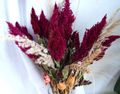 Cockscomb, Plume Plant, Feathered Amaranth Photo and characteristics