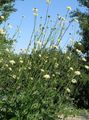 Giant scabious Photo and characteristics
