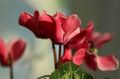 Sow Bread, Hardy Cyclamen Photo and characteristics