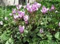 Sow Bread, Hardy Cyclamen Photo and characteristics
