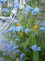 Hound's Tongue, Gypsyflower, Chinese Forget-Me-Not Photo and characteristics