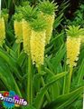 Pineapple Flower, Pineapple Lily Photo and characteristics