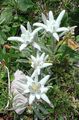 Edelweiss Photo and characteristics