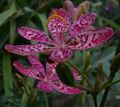 Blackberry Lily, Leopard Lily Photo and characteristics