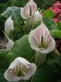 Striped Cobra Lily, Chinese Jack-in-the-Pulpit Photo and characteristics