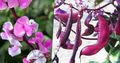 Ruby Glow Hyacinth Bean Photo and characteristics