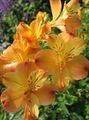 Alstroemeria, Peruvian Lily, Lily of the Incas Photo and characteristics