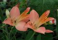 Alstroemeria, Peruvian Lily, Lily of the Incas Photo and characteristics