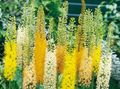 Foxtail Lily, Desert Candle Photo and characteristics
