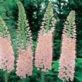 Foxtail Lily, Desert Candle Photo and characteristics