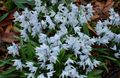 Striped Squill, Snowdrift, Early Stardrift Photo and characteristics