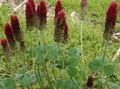 Red Feathered Clover, Ornamental Clover, Red Trefoil Photo and characteristics