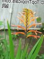 Pennants, African Cornflag, Cobra Lily Photo and characteristics