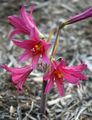Oxblood lily, schoolhouse lily Photo and characteristics