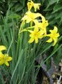 Peruvian Daffodil, Perfumed Fairy Lily, Delicate Lily Photo and characteristics