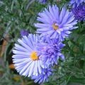 Aster Photo and characteristics