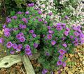 New England aster Photo and characteristics