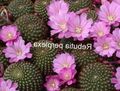 Crown Cactus Photo and characteristics