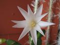 Easter Cactus Photo and characteristics