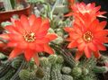 Thistle Globe, Torch Cactus Photo and characteristics
