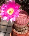 Hedgehog Cactus, Lace Cactus, Rainbow Cactus Photo and characteristics