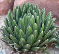 American Century Plant, Pita, Spiked Aloe Photo and characteristics