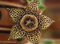 Carrion Plant, Starfish Flower, Starfish Cactus Photo and characteristics