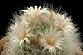 Old lady cactus, Mammillaria Photo and characteristics