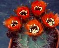 Cob Cactus Photo and characteristics