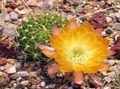 Cob Cactus Photo and characteristics