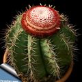 Turks Head Cactus Photo and characteristics
