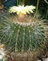 Eriocactus Photo and characteristics
