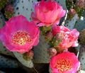 Prickly Pear Photo and characteristics