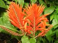 Zebra Plant, Orange Shrimp plant Photo and characteristics