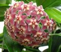Hoya, Bridal Bouquet, Madagascar Jasmine, Wax flower, Chaplet flower, Floradora, Hawaiian Wedding flower Photo and characteristics