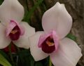 Lycaste Photo and characteristics