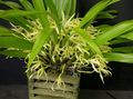Coconut Pie Orchid Photo and characteristics