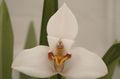 Coconut Pie Orchid Photo and characteristics
