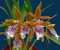 Tiger Orchid, Lily of the Valley Orchid Photo and characteristics