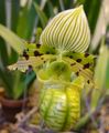 Slipper Orchids Photo and characteristics