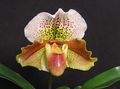 Slipper Orchids Photo and characteristics