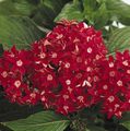 Pentas, Star Flower, Star Cluster Photo and characteristics
