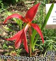 Aztec Lily, Jacobean Lily, Orchid Lily Photo and characteristics