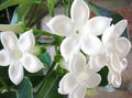 Bridal Bouquet, Madagascar Jasmine, Wax flower, Chaplet flower, Floradora, Hawaiian Wedding flower Photo and characteristics