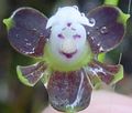 Buttonhole Orchid Photo and characteristics