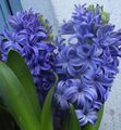 Hyacinth Photo and characteristics