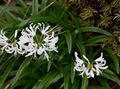 Guernsey Lily Photo and characteristics