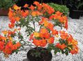 Marmalade Bush, Orange Browallia, Firebush Photo and characteristics